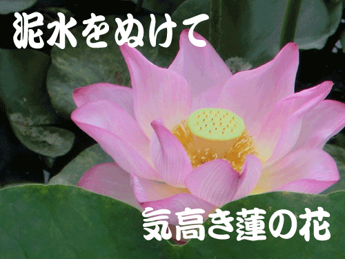 泥水をぬけて気高き蓮の花